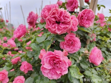 粉色達(dá)芬奇月季，花量大一枝多頭的小型藤本月季