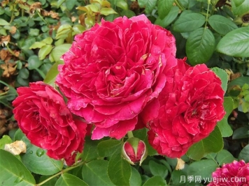 常見(jiàn)園林植物整形修剪—?現(xiàn)代月季