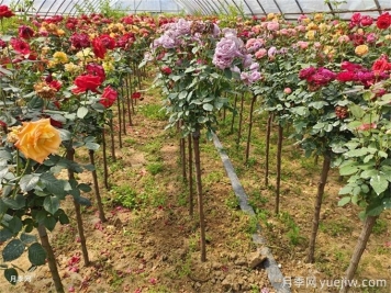 一株月季花開多色，芽接教你如何做到