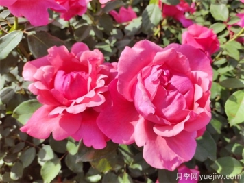 南陽(yáng)有6300余種月季，你認(rèn)識(shí)幾種？