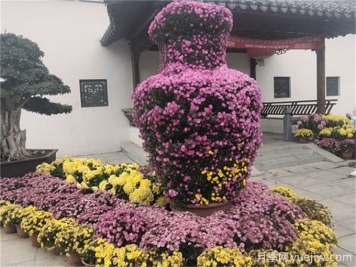 要想菊花開爆盆，入秋養(yǎng)護(hù)要做好這5點