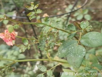 想要月季秋花開的美，關(guān)鍵是防治薊馬