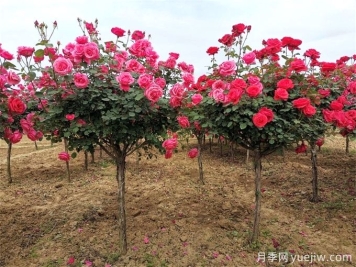 月季樹多少錢一棵？樹狀月季原產(chǎn)地的價(jià)格