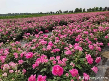 月季花種子怎么種？