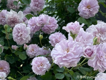 藍(lán)色陰雨月季，花量大、長勢快、花色清新