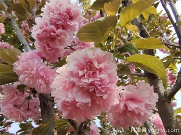 櫻花簡介，櫻花生長周期和品種特點(diǎn)