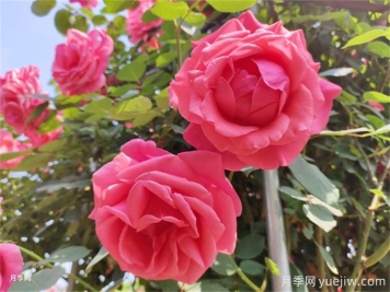 月季：花中皇后，月月花開(kāi)月月紅
