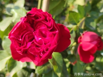 紅色龍沙寶石，花期長(zhǎng)，耐熱又抗病