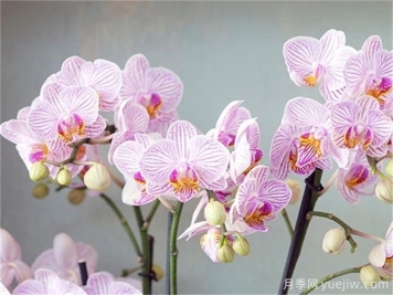 蘭花的花語(yǔ)和象征意義