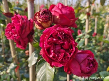 紅色龍沙寶石月季花朵打不開(kāi)怎么回事？