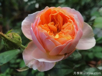 4種花期超長的月季花，養(yǎng)一盆長期有花賞