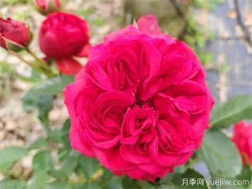 紅蘋果月季，典雅紅色，花期春夏秋三季