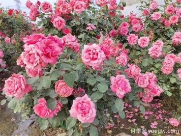 月季花期可以施肥嗎？月季施肥全指南