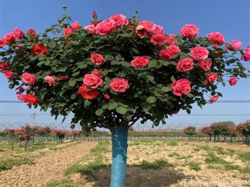 月季花期可以施肥嗎？應(yīng)該施什么肥呢？