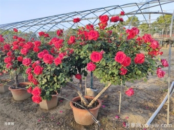 月季如何才能有更多分枝、開(kāi)花更多？