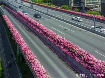 浙江杭州人的專屬浪漫，2024高架月季10月迎來盛花期