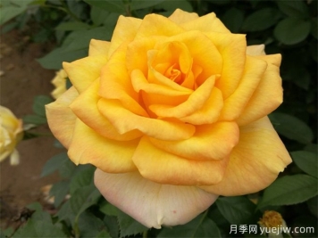 室內如何養(yǎng)月季？掌室內養(yǎng)花也能爆盆
