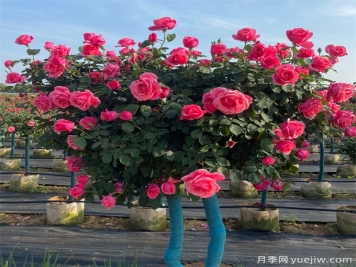 月季花的修剪原來大有學問