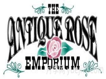 月季育種家：美國Antique Rose(古董月季)