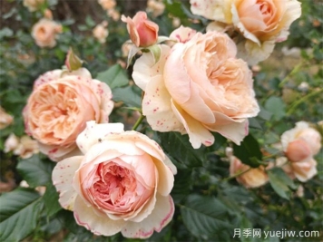 月季花苞打不開、枯萎是咋回事？