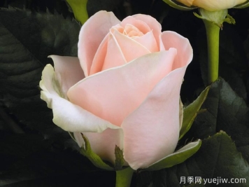 開司米月季