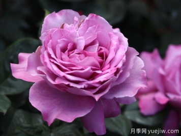 陽光不充足也能養(yǎng)月季嗎？