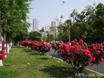 昆明市呈貢區(qū)2500余株樹狀月季齊綻放，街頭處處是風(fēng)景