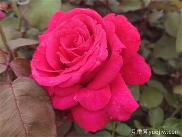 為什么月季噴藥之后沒效果？