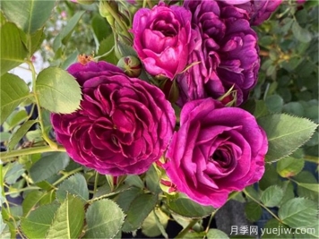 月季秋季花期，如何保證秋天花開爆盆？