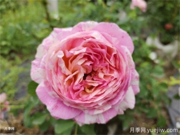 兩廣地區(qū)如何種植月季？修剪病害防治教程