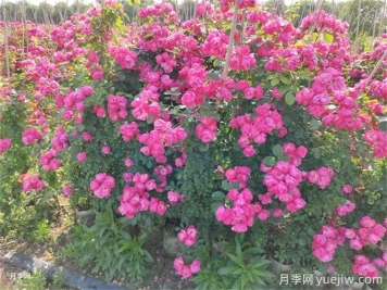 種月季光靠有機(jī)肥就能長(zhǎng)得好嗎?