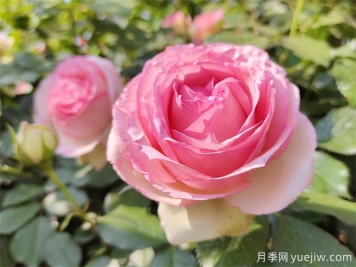 月季養(yǎng)護(hù)特輯：月季病蟲(chóng)害，這一篇全總結(jié)