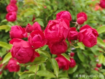 院子再小，也要養(yǎng)上紅木香月季！開(kāi)花量大，開(kāi)成花海！