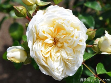 永遠(yuǎn)愛你月季/永遠(yuǎn)屬于你