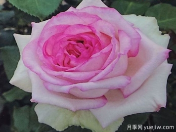 珂雪月季/親熱/庫舍爾