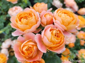 月季中的花堅(jiān)強(qiáng)，果汁陽(yáng)臺(tái)和大游行