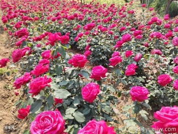 種植和管理地栽月季需要注意些什么？