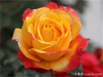 種植大花月季需要注意什么細(xì)節(jié)？