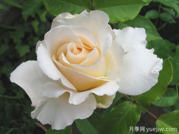 麗娜月季/麗娜文藝復興月季