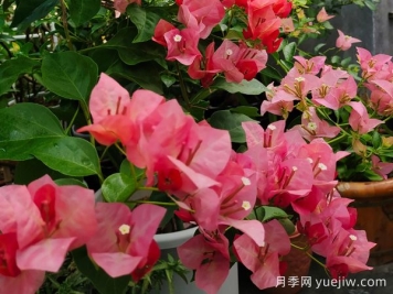 最勤花的5個三角梅品種，又美又勤勞