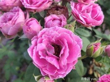 壓條繁殖后的月季枝條，為什么那么容易開花呢？