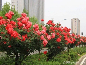 合肥樹狀月季花爆火！真相沒(méi)你想得那么簡(jiǎn)單！