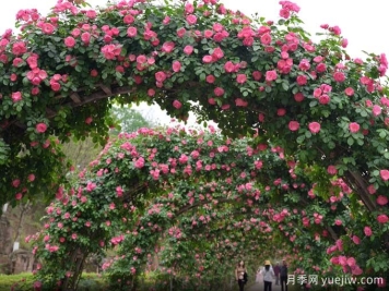 資陽(yáng)字庫(kù)山的月季花海盛宴，趕赴美麗
