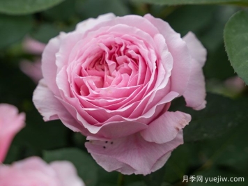 玫瑰與月季，rose中的典雅華麗