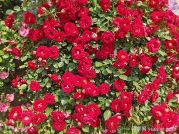 如何打造一面月季花墻？