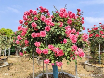 樹狀月季開花少的6個(gè)原因分析