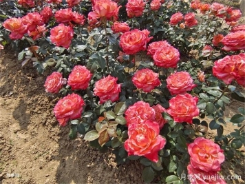 月季花的花期是什么時(shí)候？想要開花要滿足哪些條件？