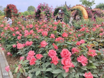 園林康養(yǎng)設(shè)計(jì)原則和園林植物品種搭配技巧