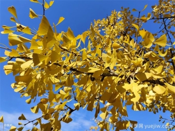 常見(jiàn)86種園林植物的識(shí)別與整形修剪技術(shù)