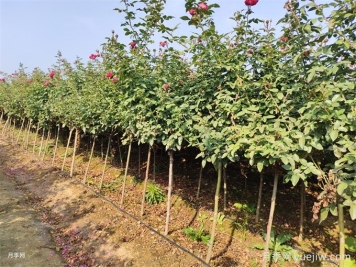 根據(jù)全國耐寒區(qū)位圖，12月月季養(yǎng)護(hù)我們該做點(diǎn)啥？